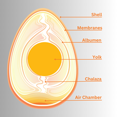 What Is Chalazae, Whats Cooking America